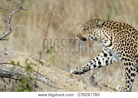 Male Leopard Stepping On Dead Tree Trunk.