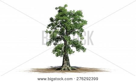Sassafras Tree On A Sand Area - Separated On White Background - 3d Illustration