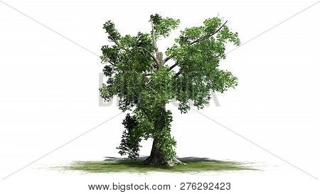 Sassafras Tree On A Green Area - Separated On White Background - 3d Illustration