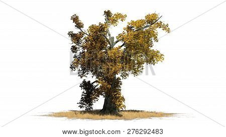 Sassafras Tree Autumn In Grass - Separated On White Background - 3d Illustration