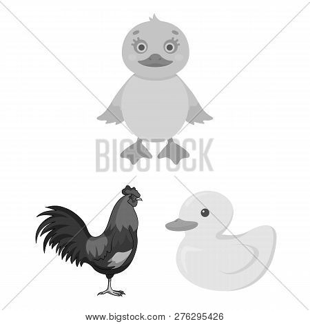 Vector Illustration Of Funny And Poultry Sign. Set Of Funny And Farming Vector Icon For Stock.
