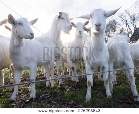 White Goats In Green Meadow Near Farm On Utrechtse Heuvelrug Near Woudenberg In Dutch Province Of Ut