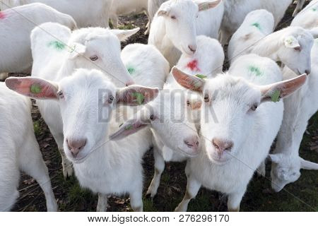White Goats In Green Meadow Near Farm On Utrechtse Heuvelrug Near Woudenberg In Dutch Province Of Ut