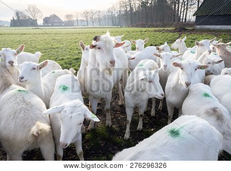 White Goats In Green Meadow Near Farm On Utrechtse Heuvelrug Near Woudenberg In Dutch Province Of Ut