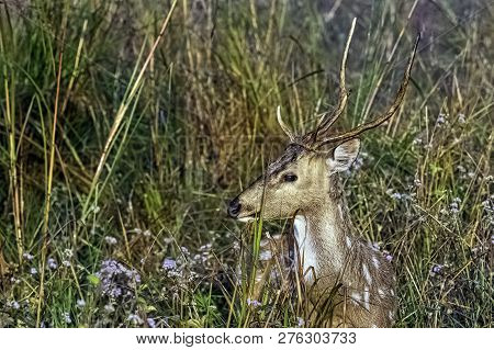 Portrait Of Young Male Chital Or Cheetal (axis Axis), Also Known As Spotted Deer Or Axis Deer - Jim 