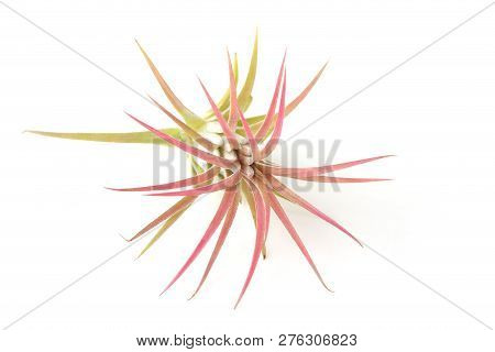 Air Plant, Tillandsia Ionantha, Houseplant Succulent No Pot Isolated On White Background. Tillandsia