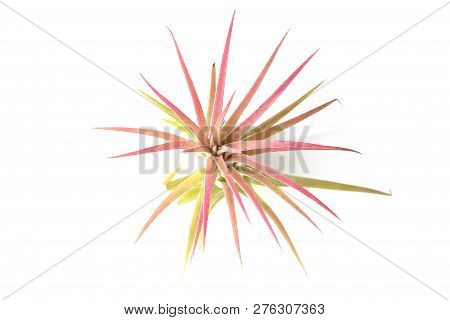 Air Plant, Tillandsia Ionantha, Houseplant Succulent No Pot Isolated On White Background. Tillandsia