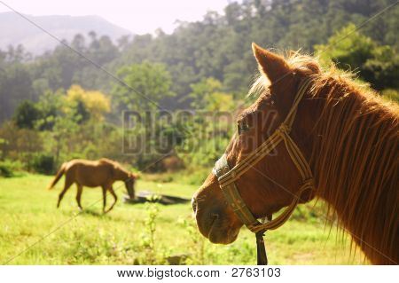 Hest