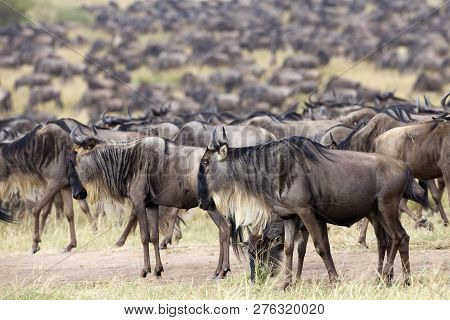 Wildebeest Herds During The Annual Migration Which Happens Yearly