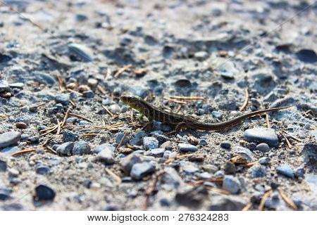 A Small Lizard Is Photographed Very Closely On A Gray Stone
