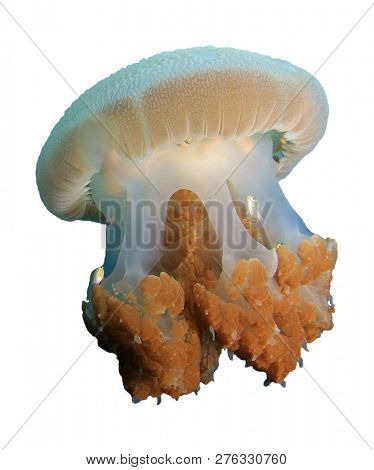 Jellyfish isolated on white background 