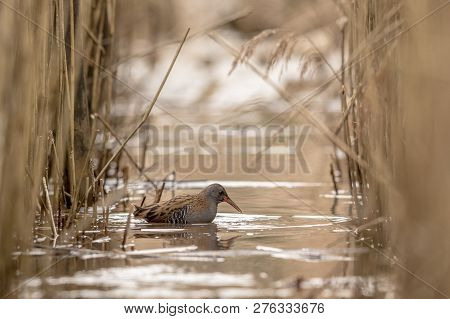 Water Rail Rallus Aquaticus Searching For Food In The Water Between Common Reed, Phragmites Australi