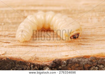 Larva Bark Beetle (scolytinae). Larva Of Bark Beetles Legless On Wood Background.
