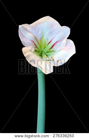 Amaryllis White And Pink With Green Stem Against Black