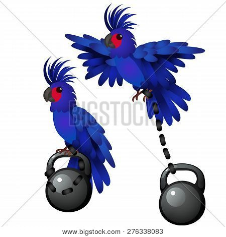 Blue Parrot Is Tied To The Weight Isolated On White Background. Vector Cartoon Close-up Illustration