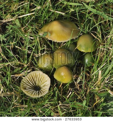 เชื้อรา Waxcap นกแก้ว