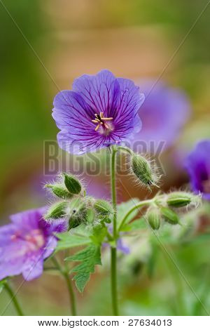 ไม้ cranesbill