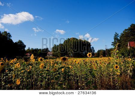 sunflowers