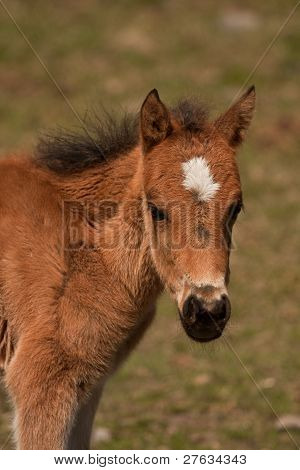 Colt