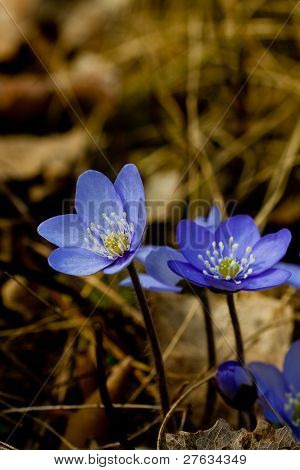 hepatica nobili