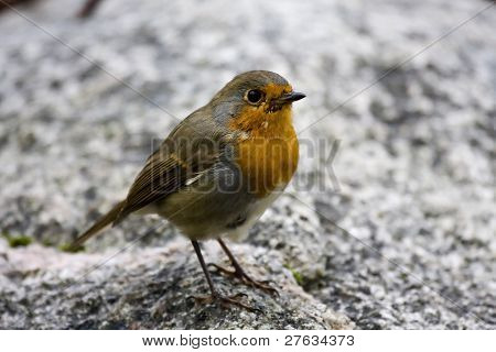 red robin