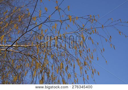 Spring Birch Catkins On Branch Without Leaves On Blue Sky Background. Birch Catkin As Allergy Trigge