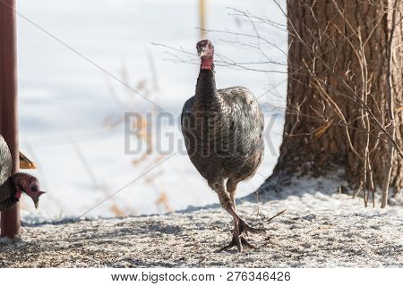 Eastern Wild Turkey (meleagris Gallopavo Silvestris) Hen Seems To Run, Sidestepping, In Winter Snow 