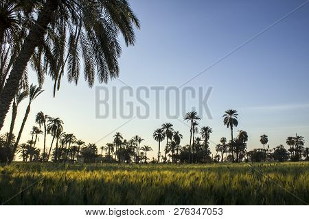 Typical Egyptian Countryside View With Wheat Plants And Palm Trees At The Background.