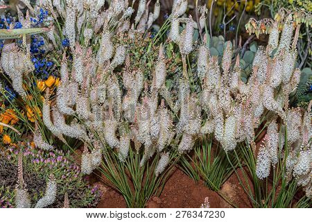 The Witkatstert, Bulbinella Cauda-felis, A Bulbuous Plant Of The Namaqualand Region Of South Africa.