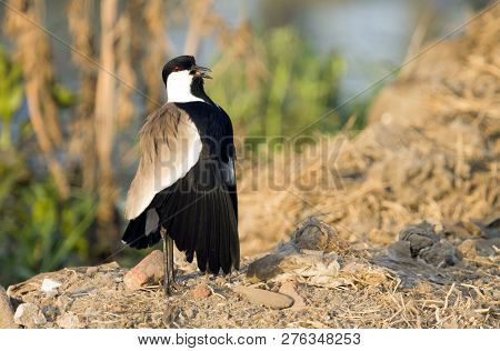 Spur Winged Plover, Common Bird In Egypt And Africa.