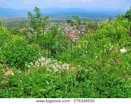 Balance Between Nature And Urbanization - View From Peak Of The Mountain To Khust. Spring Flowers An