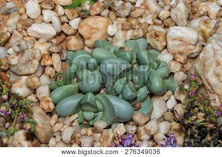 A Succulent Of The Argyroderma Spesies, Endemic To The Knersvlakte Region Of South Africa. Photo Sho