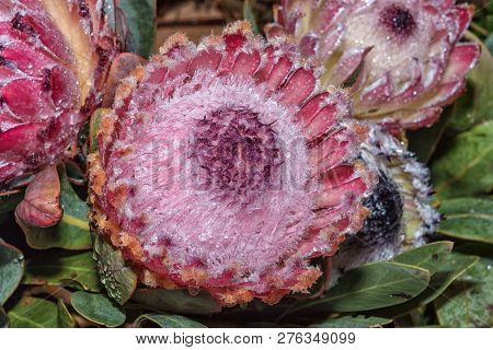 Details Of A Protea Flower In Clanwilliam In The Western Cape Province Of South Africa