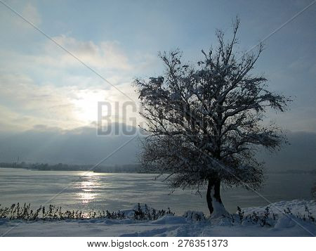 Snow And Ice Covered Tree In The Winter Freezing Day. River Danube Environment, Futog Serbia