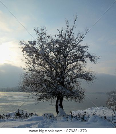 Snow And Ice Covered Tree In The Winter Freezing Day. River Danube Environment, Futog Serbia