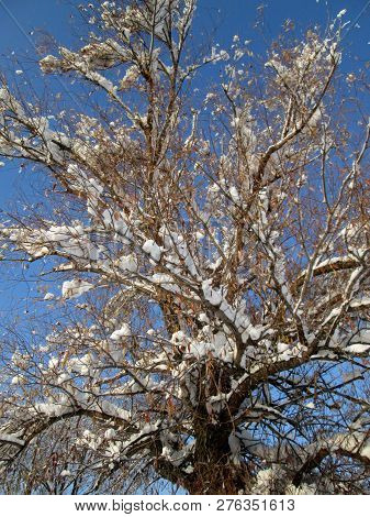 Snow And Ice Covered Tree In The Winter Freezing Day. River Danube Environment, Futog Serbia