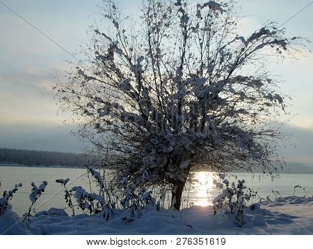Snow And Ice Covered Tree In The Winter Freezing Day. River Danube Environment, Futog Serbia