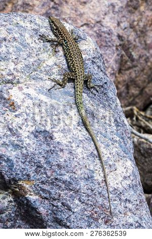 Lizard Waiting On The Sun On The Rock