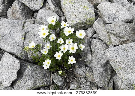 White Flowers On Rock Mountains (corsica, France)