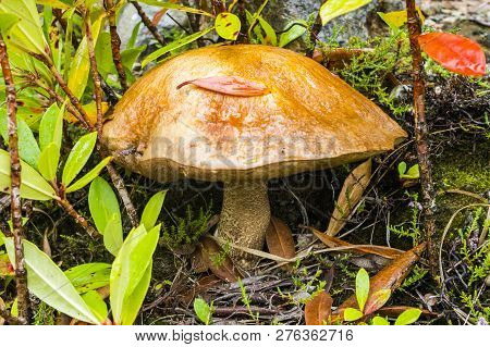 Leccinum Vulpinum Mushroom In The Grass (scotland)