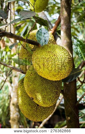 Jackfruit Growing On The Tree In Vietnam