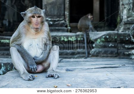 Monkey Playing With Himself In Angkor Wat (cambodia)