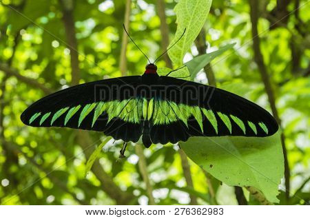Big Green Butterfly Rests On The Leaf