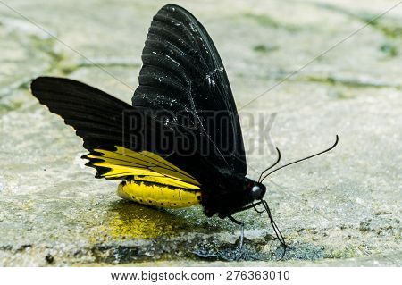 Black - Yellow Butterfly Drinks Water From The Ground