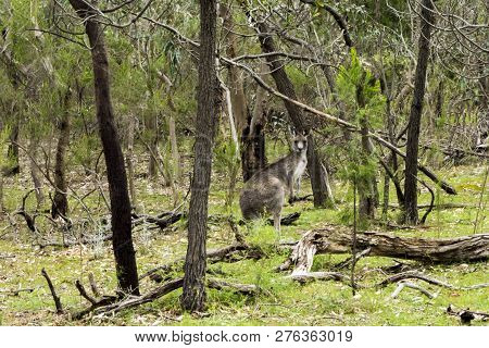 Kangaroo Controlling The Situation In Melbourne, Australia