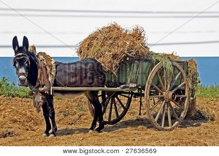 Æsel trække en gammel trækvogn fuld af hø