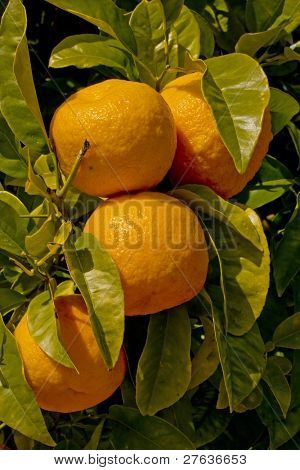 Oranges at an orangetree
