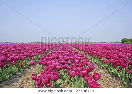 Tulipfields i Holland