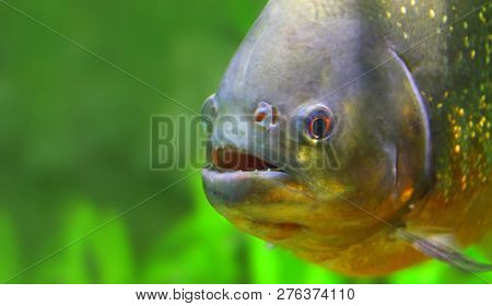 Underwater photo of The Piranha in Amazon River. Brazil nature and animals. Picture with space for your text.