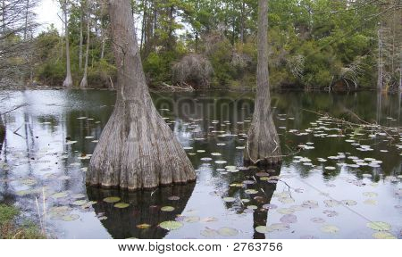 Cypress Swamp